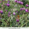 melitaea arduinna1 female3